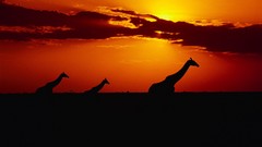 Sunset Animals Giraffes silhouettes