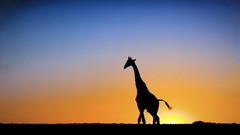 Sunset Animals Giraffes silhouettes