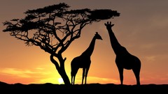 Sunset Animals Giraffes silhouettes