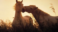 Sunset Animals Horses