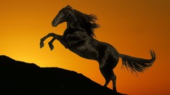 Sunset Animals Horses