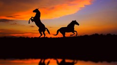 Sunset Animals Horses silhouettes