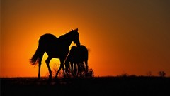 Sunset Animals Horses silhouettes