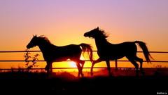 Sunset Animals Horses silhouettes fences