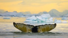 Sunset Animals ice Whales Antarctica tails