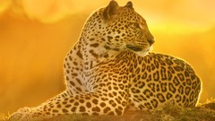 Sunset Animals Kenya mara