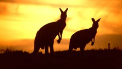 Sunset Animals night Australia Friends kangaroos