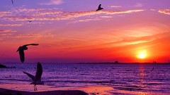 Sunset Animals seagulls Sea
