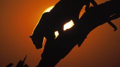 Sunset Animals silhouettes Africa