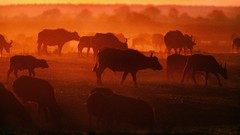 Sunset Animals silhouettes cattle