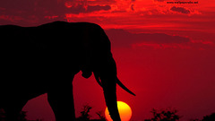 Sunset Animals silhouettes elephants