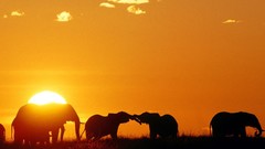 Sunset Animals silhouettes elephants sunlight