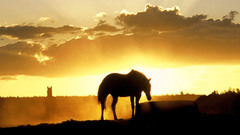Sunset Animals silhouettes Horses