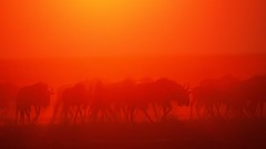 Sunset Animals silhouettes sunlight national geographic