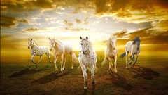 Sunset Animals white Horses prairie White Horse