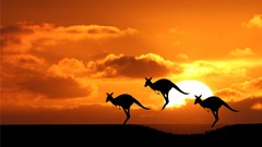 Sunset Australia kangaroos