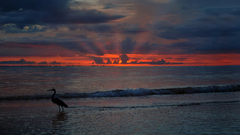 Sunset Birds Animals Sea