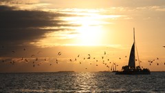 Sunset Birds Boats Florida key west