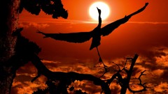 Sunset Birds Cranes skyscapes