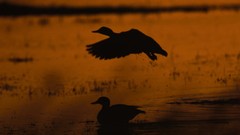 Sunset Birds Ducks silhouettes