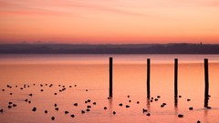 Sunset Birds germany