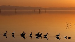 Sunset Birds lakes