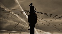 Sunset Birds power lines