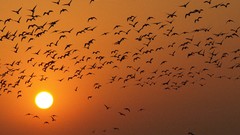 Sunset Birds silhouettes