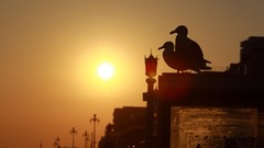 Sunset Birds silhouettes Bridges urban seagulls brighton