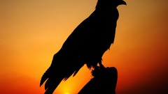 Sunset Birds silhouettes falcon bird