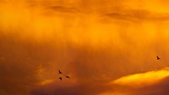 Sunset Birds silhouettes skyscapes multiscreen