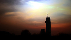 Sunset Birds silhouettes urban