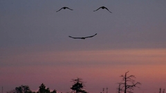 Sunset Birds skyscapes