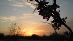 Sunset bloom transeunt