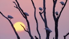 Sunset branches Birds Texas egrets