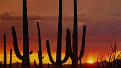 Sunset cactus Arizona deserts