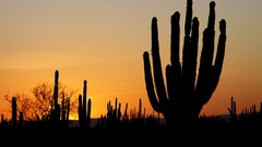 Sunset cactus silhouettes deserts