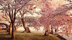 Sunset cityscapes cherry blossoms Washington DC