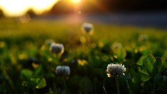 Sunset close-up nature Flowers