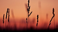 Sunset close-up silhouettes Plants