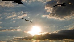 Sunset clouds android seagulls
