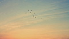 Sunset clouds Birds sunlight skies