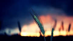 Sunset clouds corn bokeh blurred background