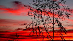 Sunset clouds Landscapes Trees