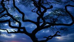 Sunset clouds nature Trees