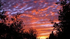 Sunset clouds Trees