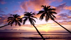 Sunset coast palm trees Beaches West