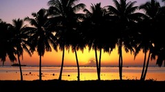 Sunset Cook Islands Islands palm trees silhouettes