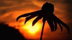 Sunset Daisies Flowers silhouettes
