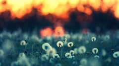 Sunset dandelions